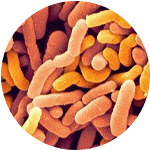 Bifidobacterium Breve