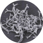 Bifidobacterium Longum