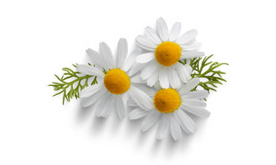 Organic Chamomile Flower