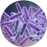 Bacillus Subtilus (DE111TM)