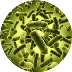 Lactobacillus Acidophilus