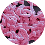 Lactobacillus Casei