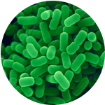 Lactobacillus Plantarum