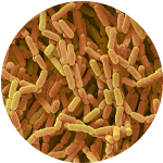 Lactobacillus Rhamnosus