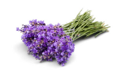 Organic Lavender Flower