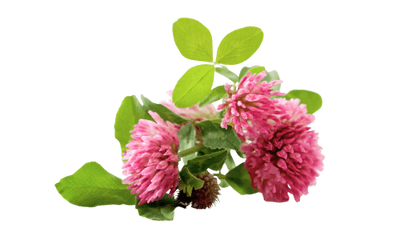 Red Clover