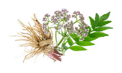 Organic Valerian Root