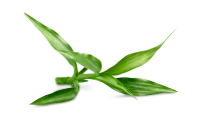 Bamboo Extract