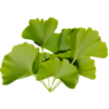 Organic Ginkgo Leaf