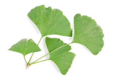 Ginkgo Biloba