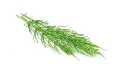 Horsetail Extract